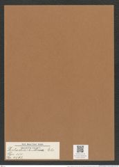 Dicladia ? bulbosa Ehr. (de-Toni-Nr.: Genus 150, Species 4193) Zeichnungen Sammlung Grunow Mappe 04192 (Herbarium_W_Grunow_drawings_Folder_04192)